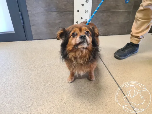 Znaleziono psa, Chełmek, 18 października 2025