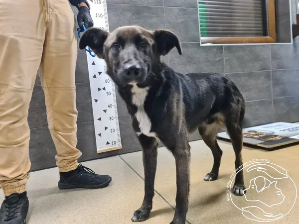 Znaleziono psa, Chełmek, 17 października 2025