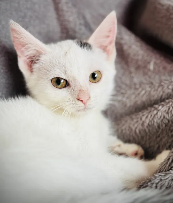 Oddam kota, Warszawa, Nowolipki, 18 października 2025 (4/4)