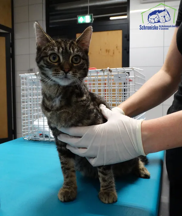 Kot do adopcji, Szczecin, 17 października 2025