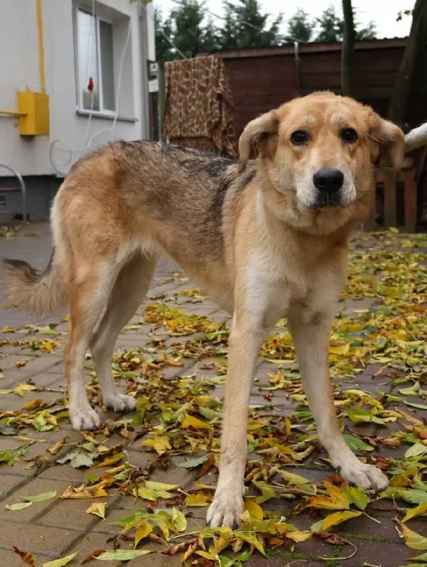 Znaleziono psa, Łódź, 18 października 2025 (3/5)