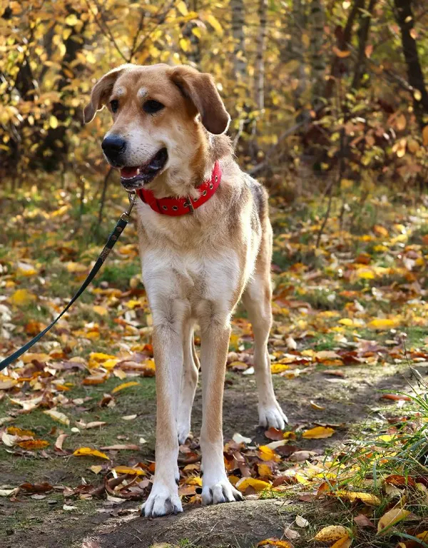 Znaleziono psa, Łódź, 18 października 2025 (4/5)