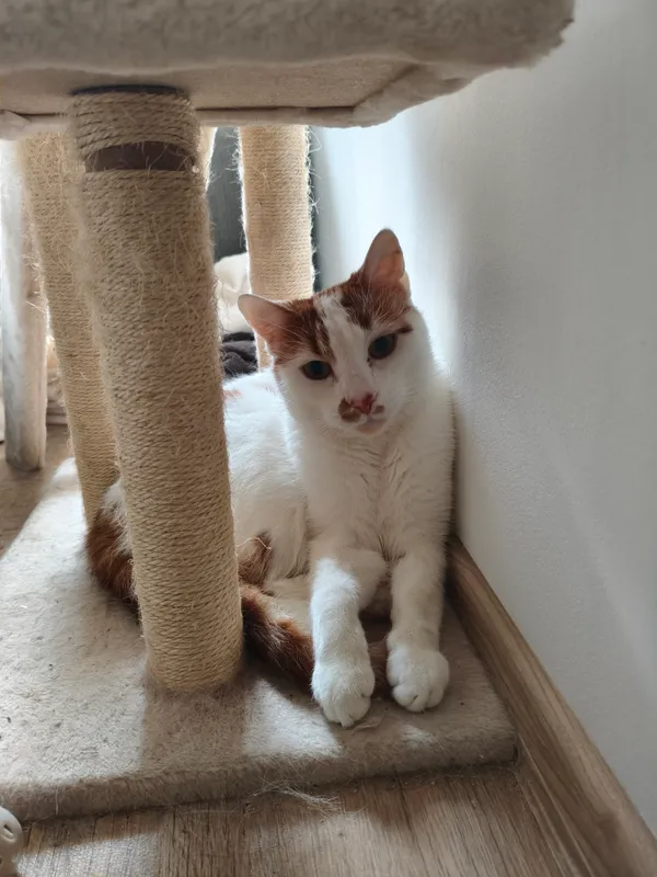 Zaginął kot, Wadowice, 19 października 2025 (2/3)