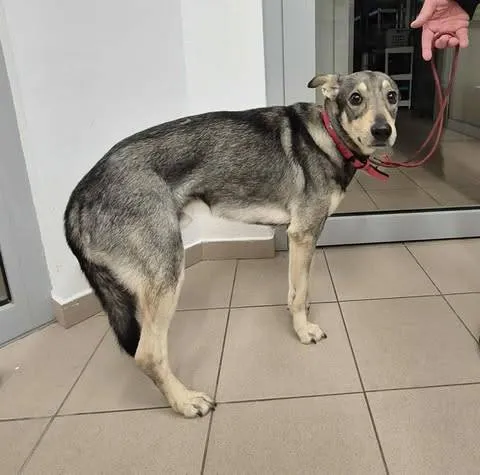 Znaleziono psa, Grudziądz, 18 października 2025