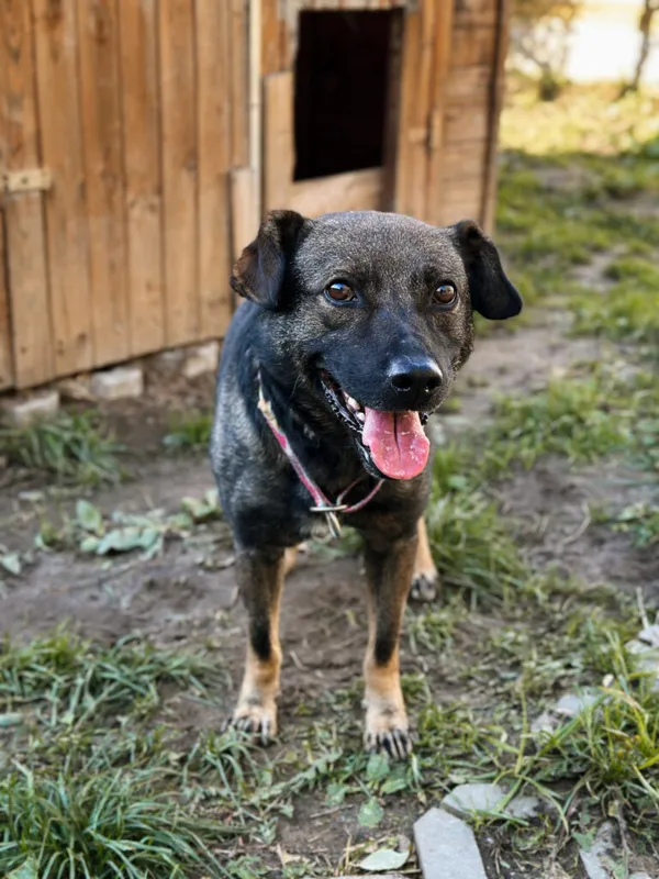 Pies do adopcji, Korabiewice, 18 października 2025 (2/5)