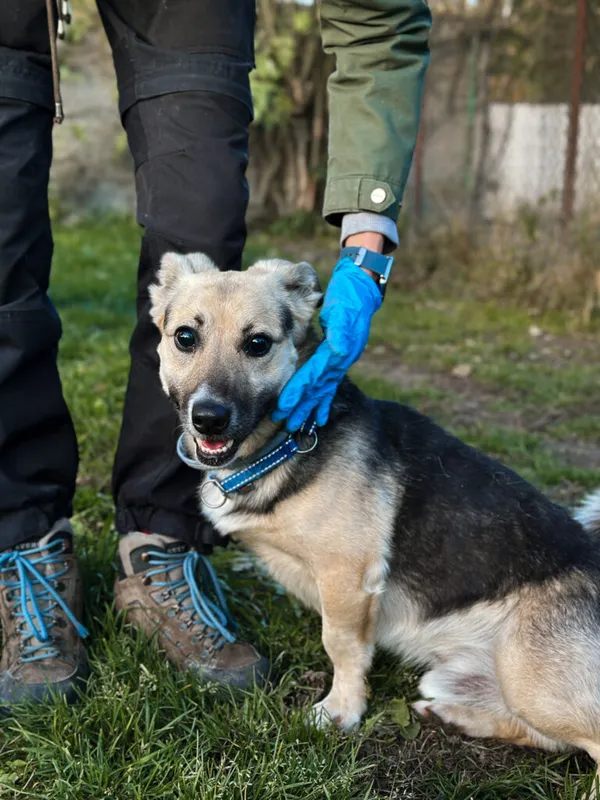Pies do adopcji, Korabiewice, 18 października 2025 (1/5)