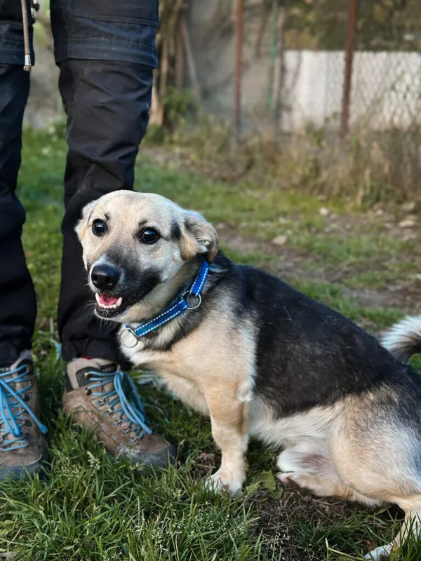 Pies do adopcji, Korabiewice, 18 października 2025 (2/5)
