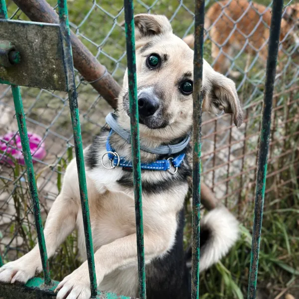 Pies do adopcji, Korabiewice, 18 października 2025 (4/5)