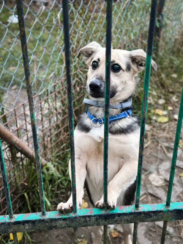 Pies do adopcji, Korabiewice, 18 października 2025 (5/5)