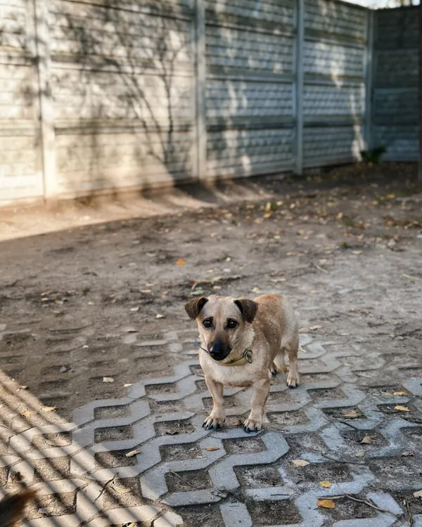 Pies do adopcji, Korabiewice, 18 października 2025 (3/5)