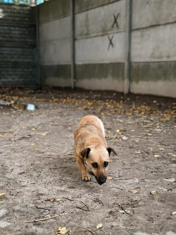 Pies do adopcji, Korabiewice, 18 października 2025 (4/5)