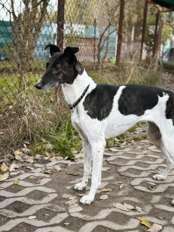 Pies do adopcji, Korabiewice, 18 października 2025 (2/5)