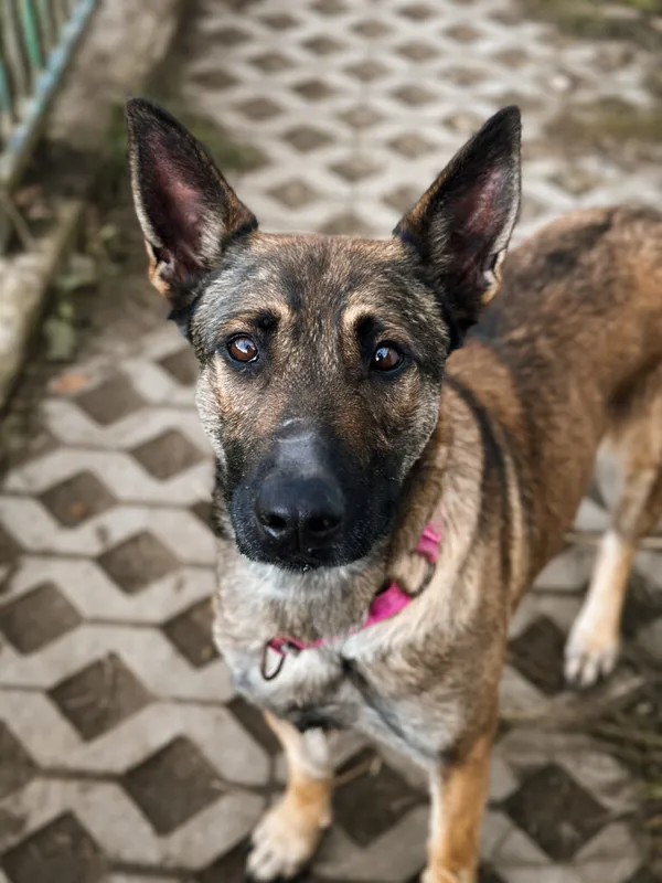 Pies do adopcji, Korabiewice, 18 października 2025 (1/5)