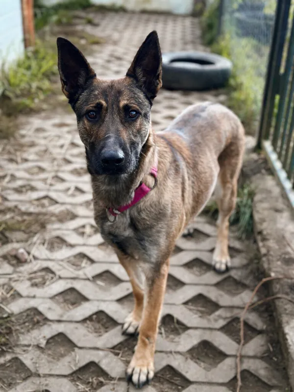 Pies do adopcji, Korabiewice, 18 października 2025 (2/5)