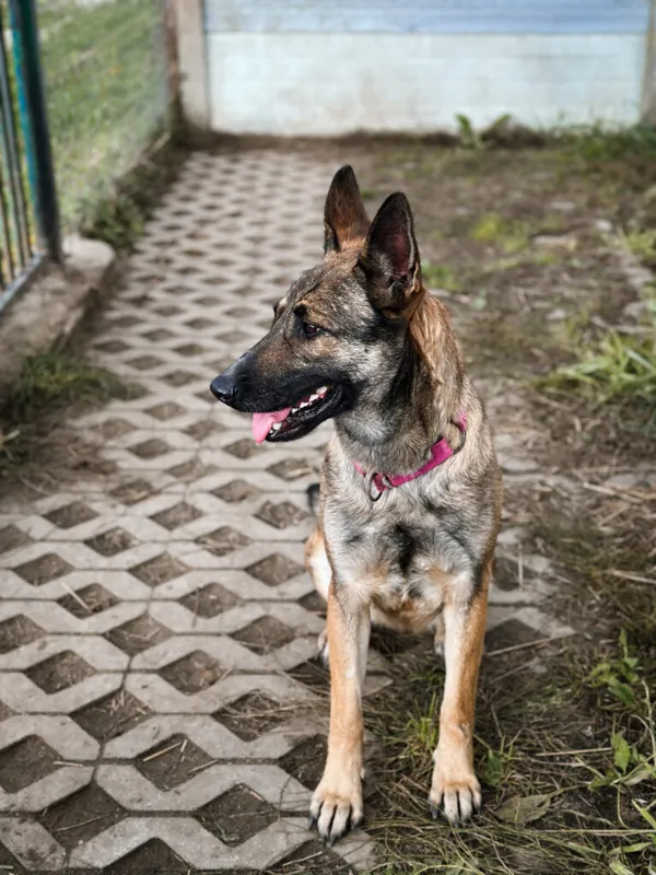 Pies do adopcji, Korabiewice, 18 października 2025 (3/5)