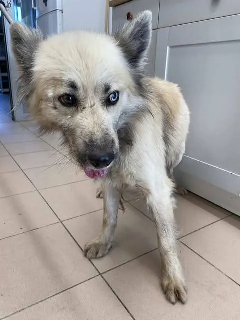 Znaleziono psa, Grudziądz, 19 października 2025