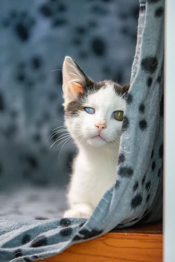 Oddam kota, Warszawa, Nowa Praga, 19 października 2025 (1/6)