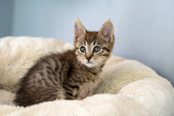 Oddam kota, Warszawa, Stary Żoliborz, 19 października 2025 (1/6)