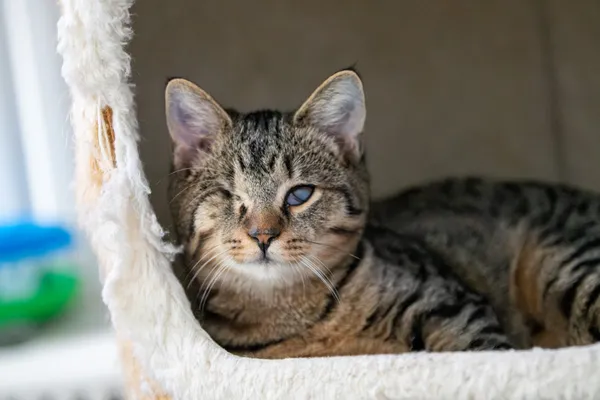 Oddam kota, Warszawa, Stary Żoliborz, 19 października 2025 (2/6)