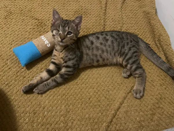 Oddam kota, Warszawa, Stary Żoliborz, 19 października 2025 (3/6)