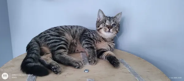 Oddam kota, Warszawa, Stary Żoliborz, 19 października 2025 (4/6)