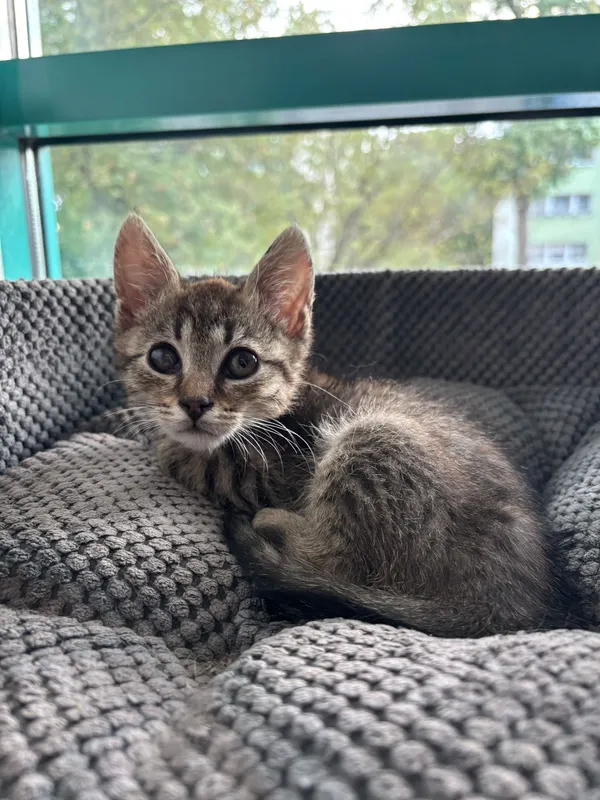 Oddam kota, Warszawa, Stary Żoliborz, 19 października 2025 (5/6)