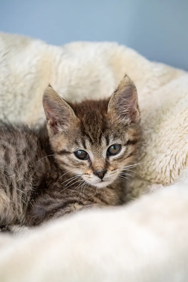 Oddam kota, Warszawa, Stary Żoliborz, 19 października 2025 (6/6)