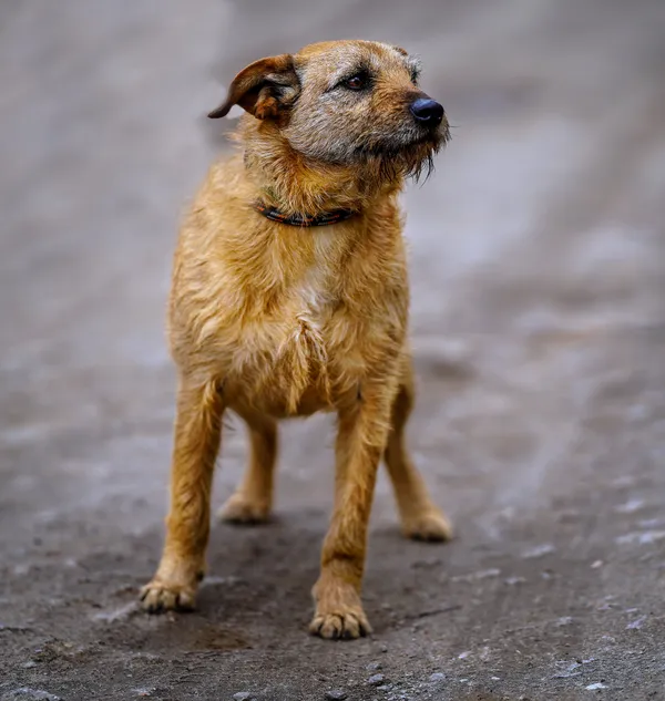 Oddam psa, Olsztyn, Likusy, 19 października 2025 (2/6)