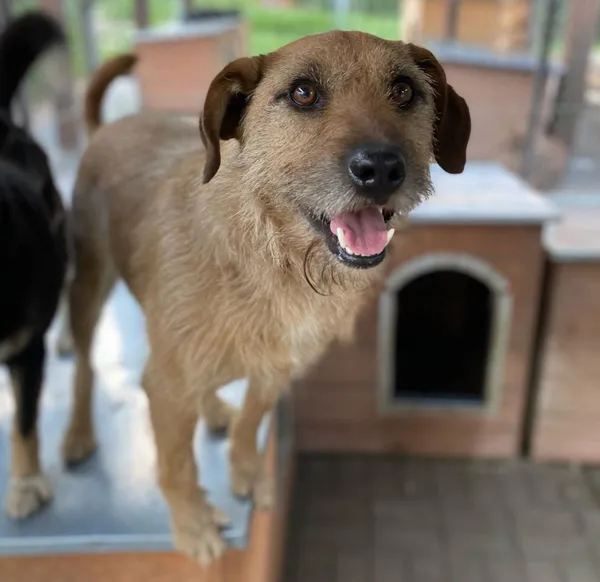 Oddam psa, Olsztyn, Likusy, 19 października 2025 (6/6)