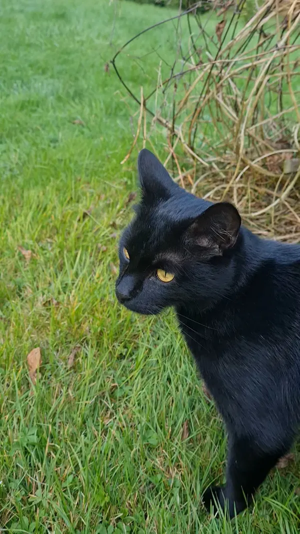 Zaginął kot, Mierzyn, Krzekowo-Bezrzecze, 19 października 2025 (2/3)