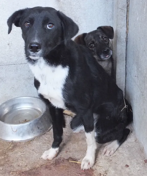 Znaleziono psa, Nowa Krępa, 5 października 2025