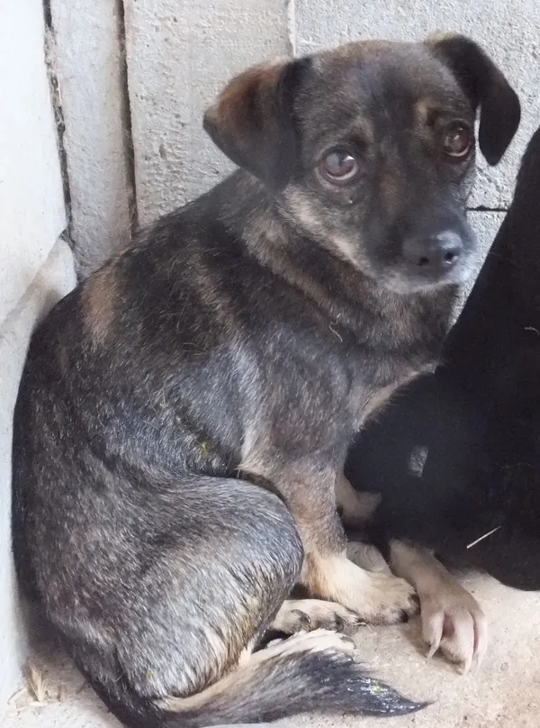 Znaleziono psa, Nowa Krępa, 5 października 2025