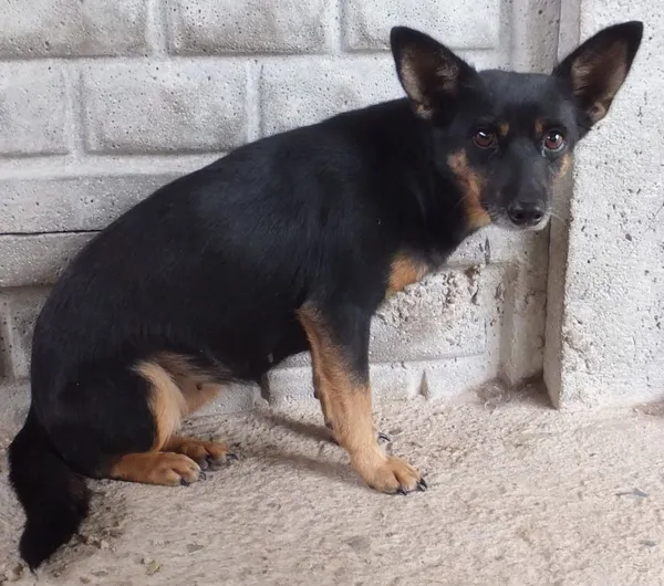 Znaleziono psa, Nowa Krępa, 29 września 2025