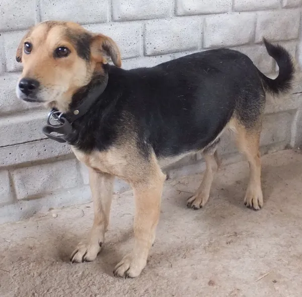 Znaleziono psa, Nowa Krępa, 29 września 2025