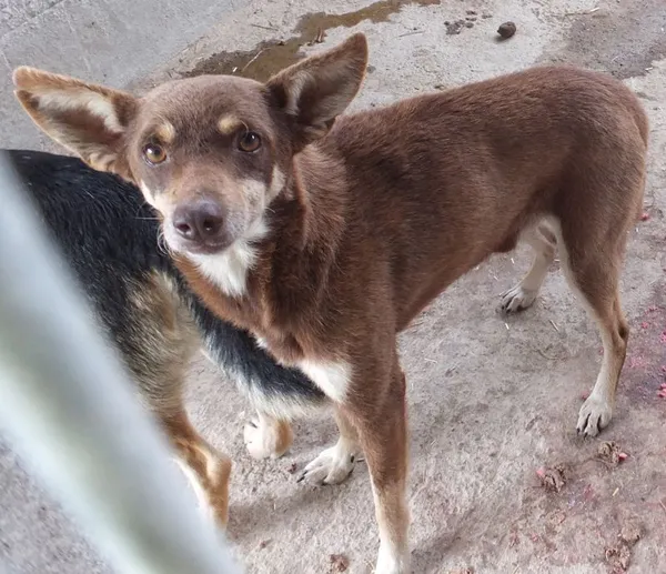 Znaleziono psa, Nowa Krępa, 28 września 2025