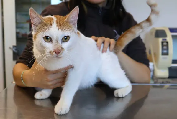 Znaleziono kota, Łódź, 18 października 2025 (1/2)