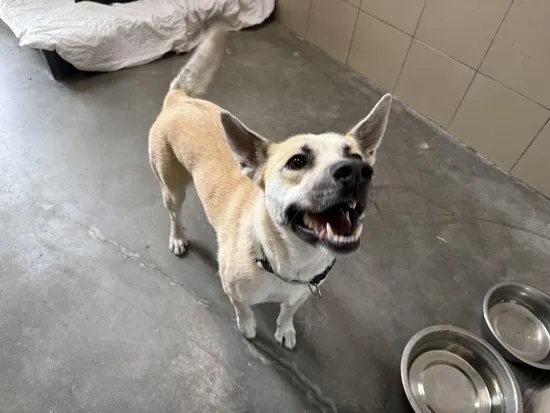 Pies do adopcji, Kraków, 5 października 2025