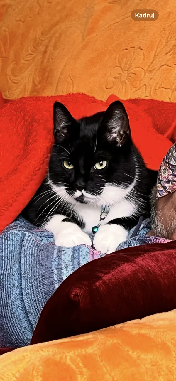 Zaginął kot, Szczecin, Pogodno, 20 października 2025