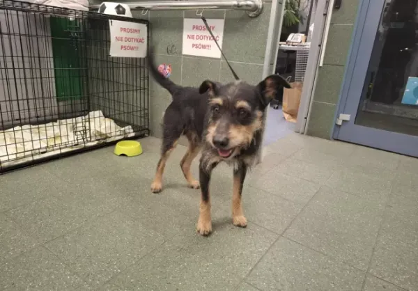 Znaleziono psa, Warszawa, 19 października 2025