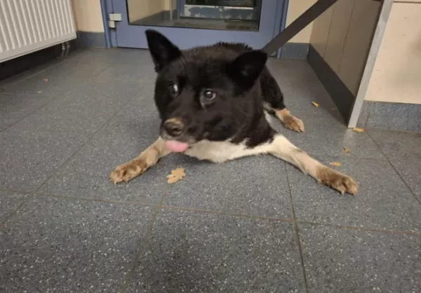 Znaleziono psa, Warszawa, 18 października 2025