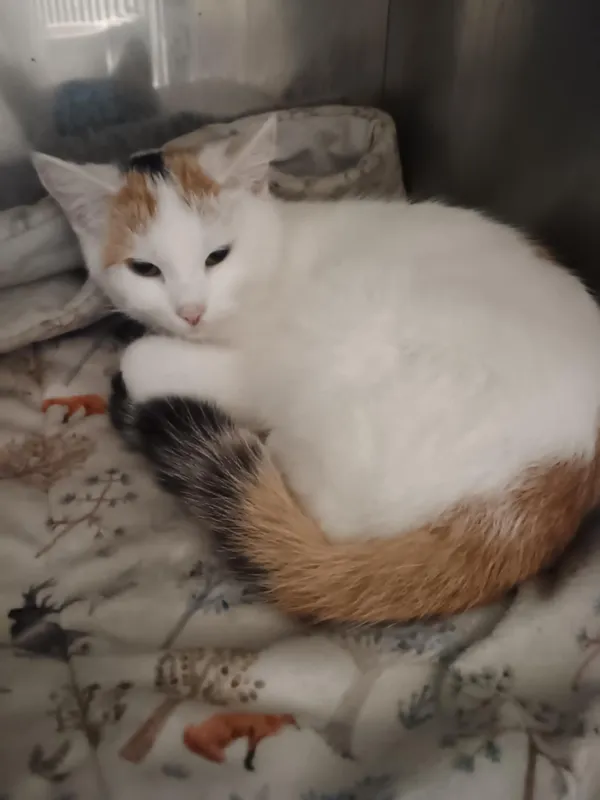 Kot do adopcji, Włocławek, 19 października 2025 (2/3)