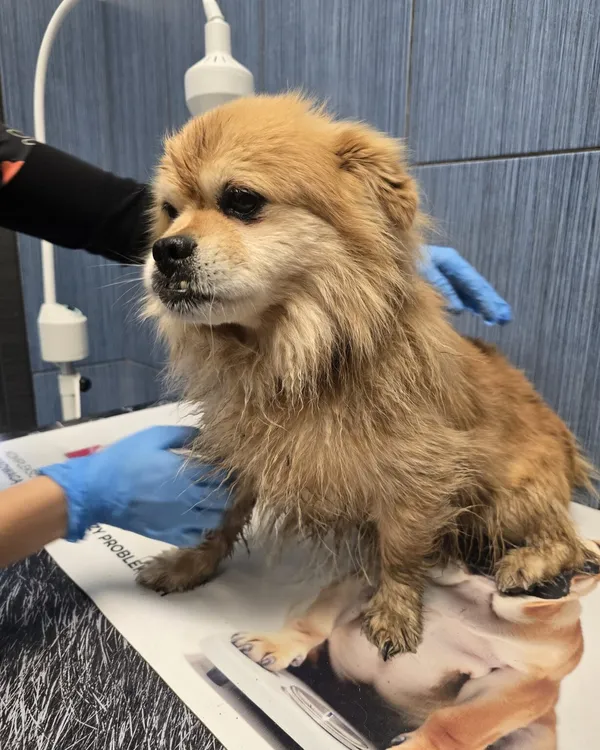 Pies do adopcji, Ropczyce, 20 października 2025