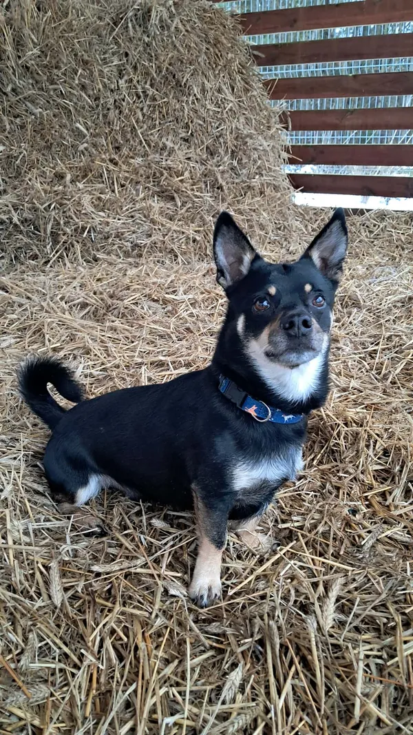 Znaleziono psa, Olsztyn, 17 października 2025 (2/5)