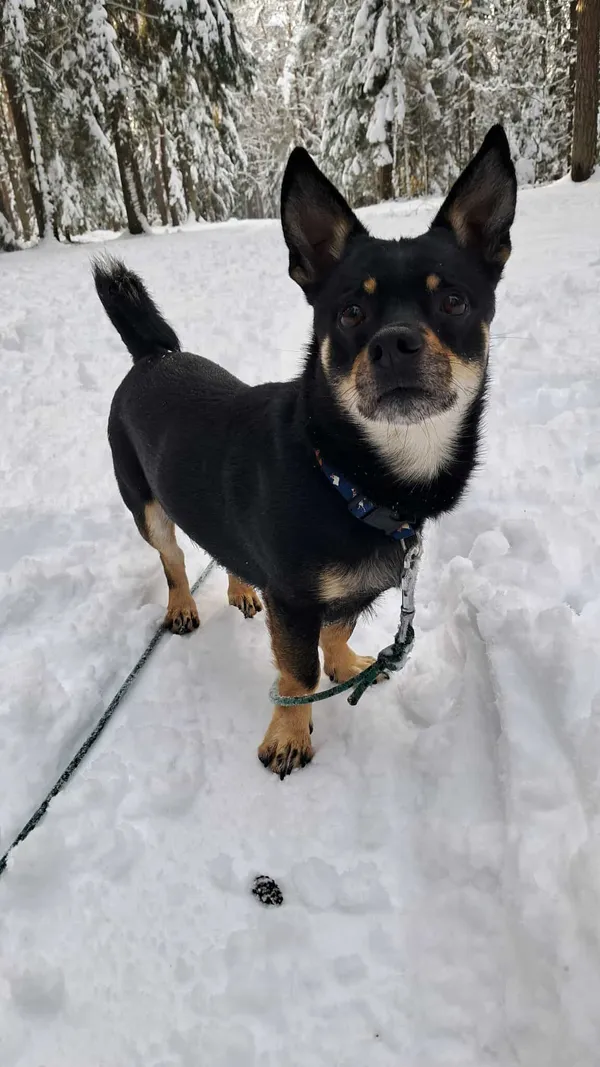 Znaleziono psa, Olsztyn, 17 października 2025 (3/5)