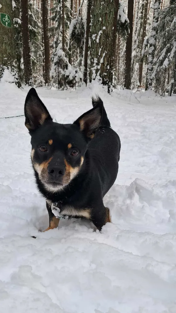 Znaleziono psa, Olsztyn, 17 października 2025 (4/5)