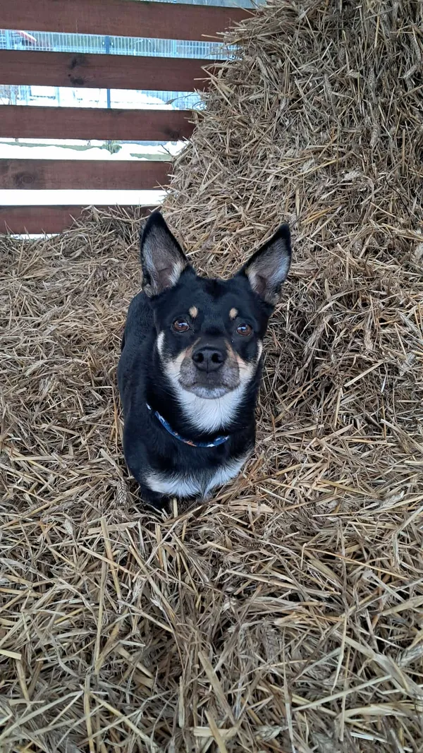 Znaleziono psa, Olsztyn, 17 października 2025 (5/5)