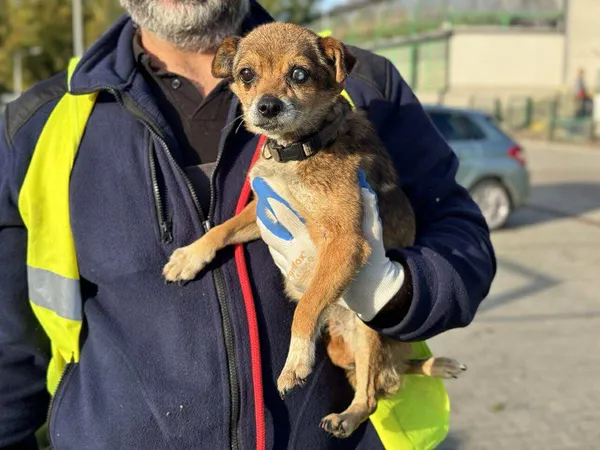 Znaleziono psa, Bydgoszcz, 13 października 2025