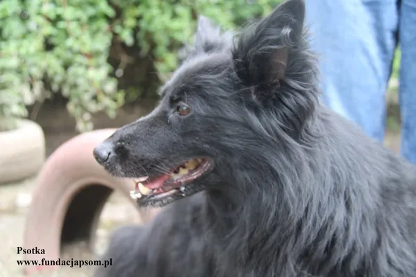 Oddam psa, Latchorzew, 21 października 2025 (3/3)