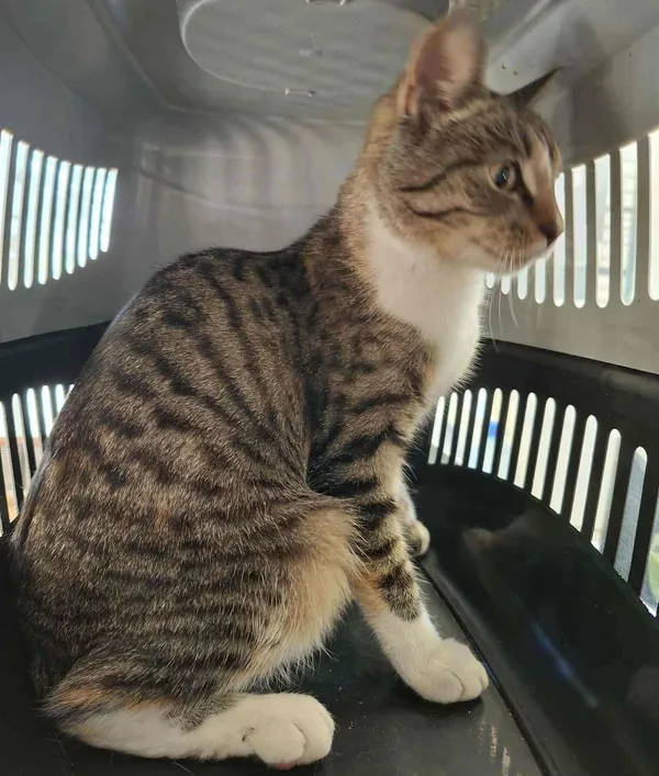 Znaleziono kota, Olsztyn, 20 października 2025 (1/2)