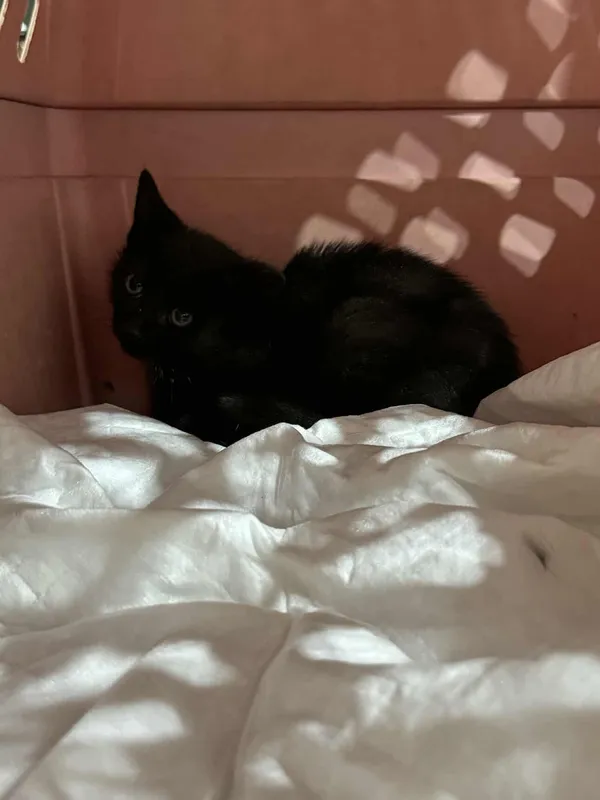 Znaleziono kota, Czartki, 21 października 2025